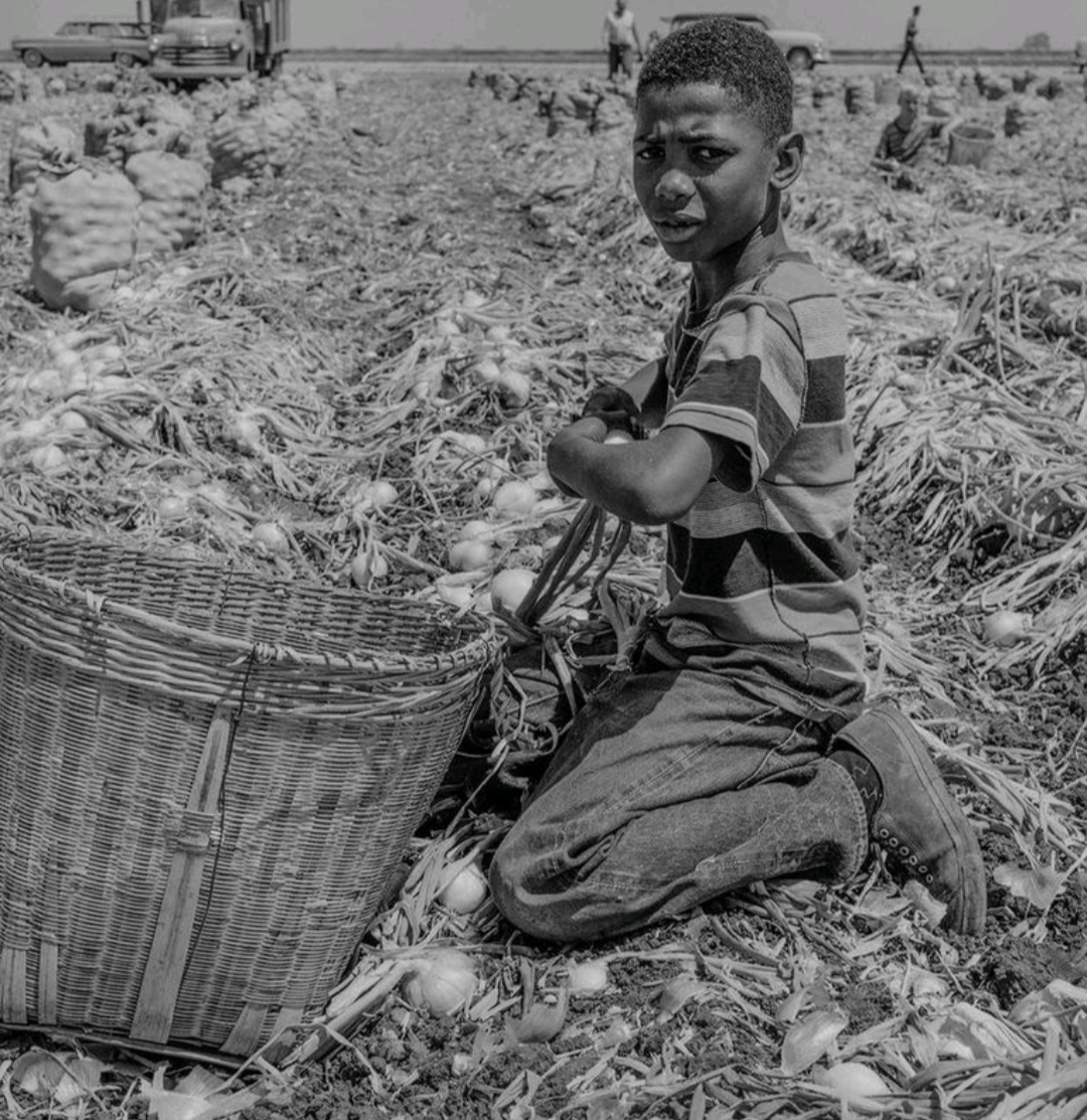 vintage photo of African American boy harvesting crops